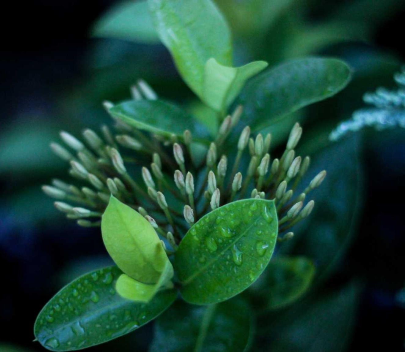 华为云实名账号：PAM帕梅拉app详情下载教程