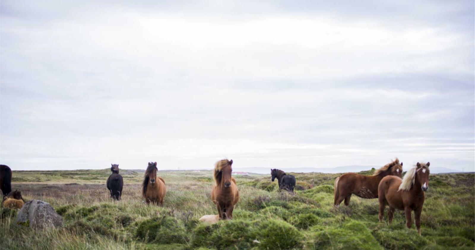 微信号出售:醇厚纯粮酒批发价代理平台
