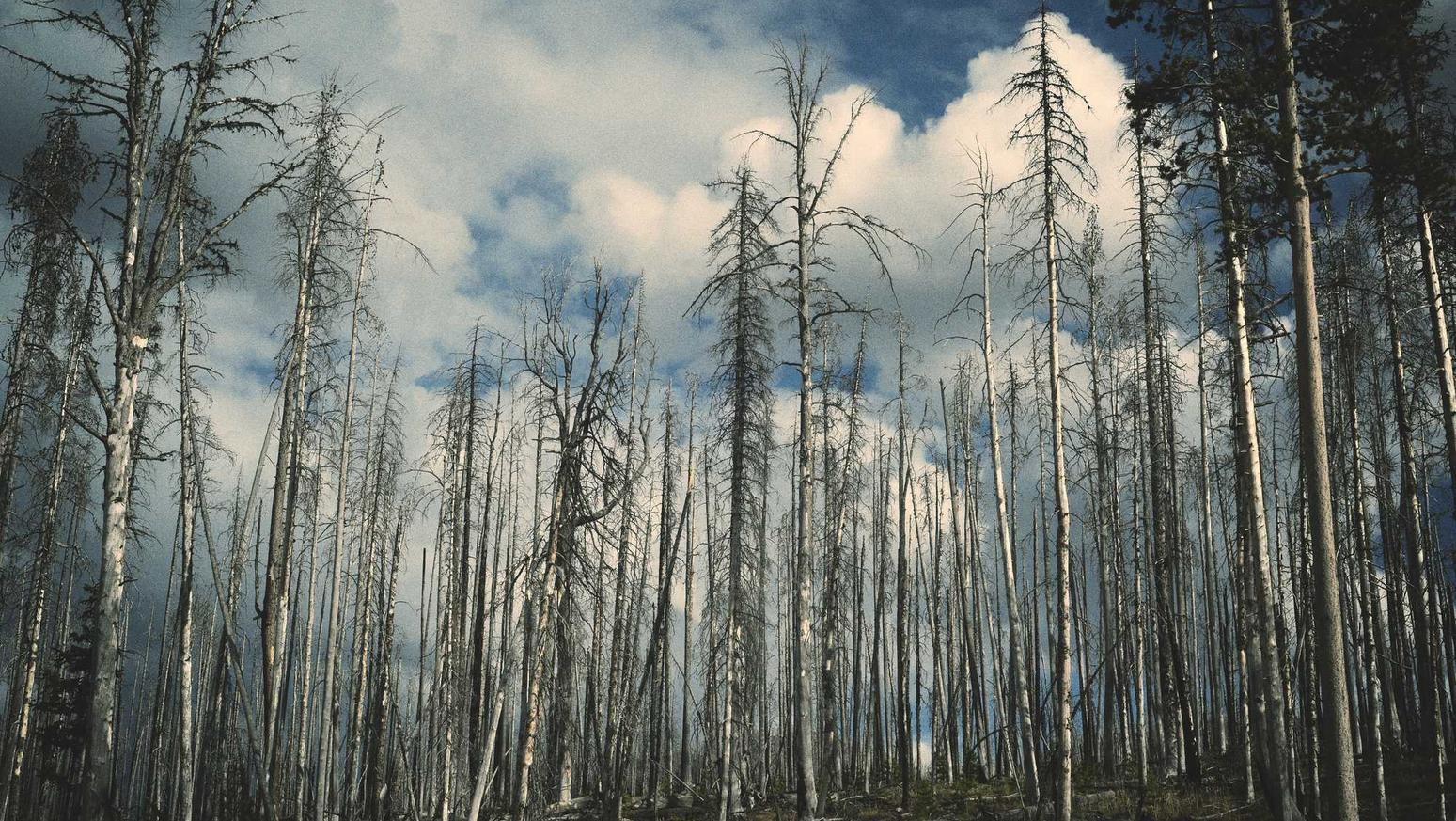 远特信时空实名账号：使用短信优化SEO