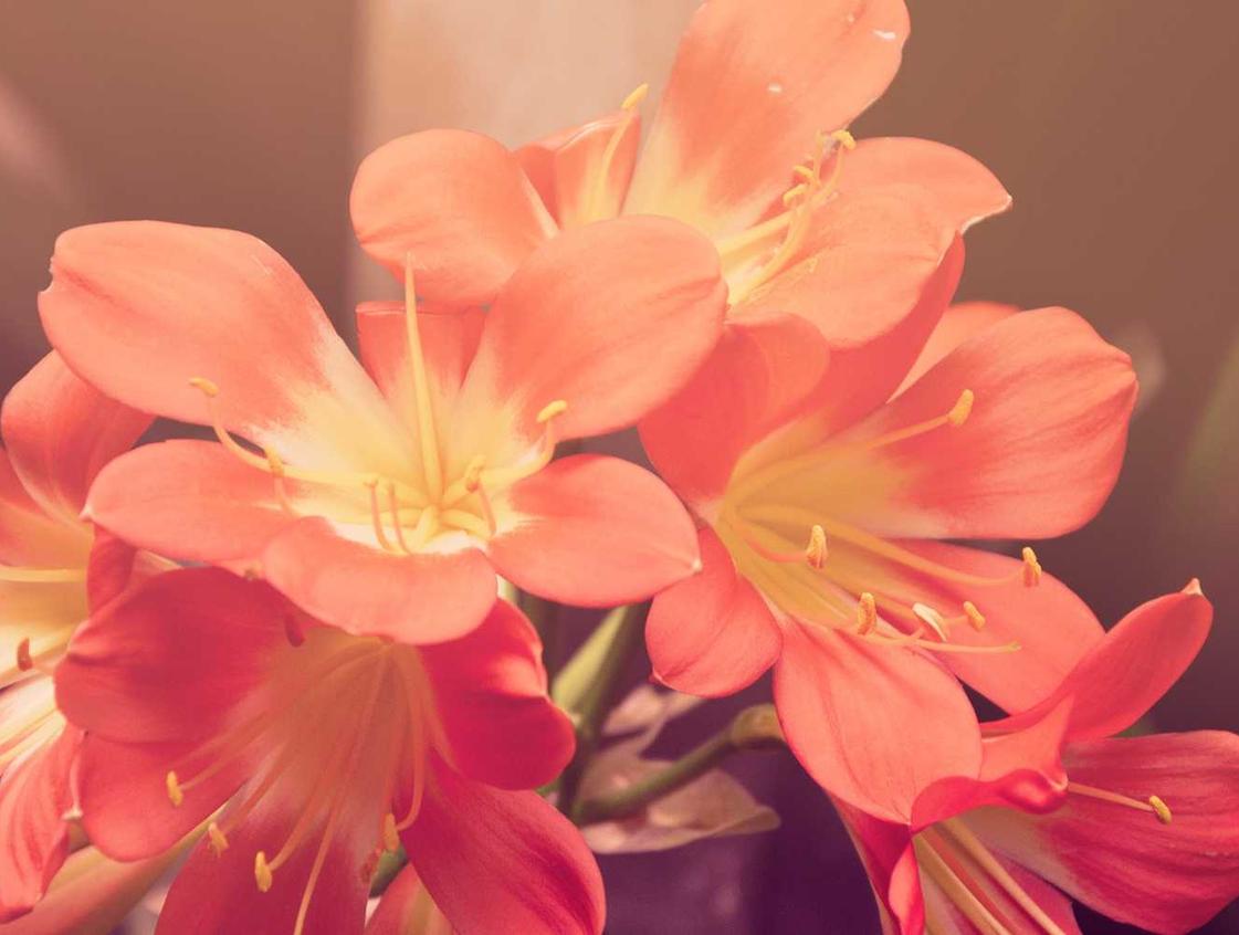 日税金鼎和平:乌鲁木齐公司代理注册