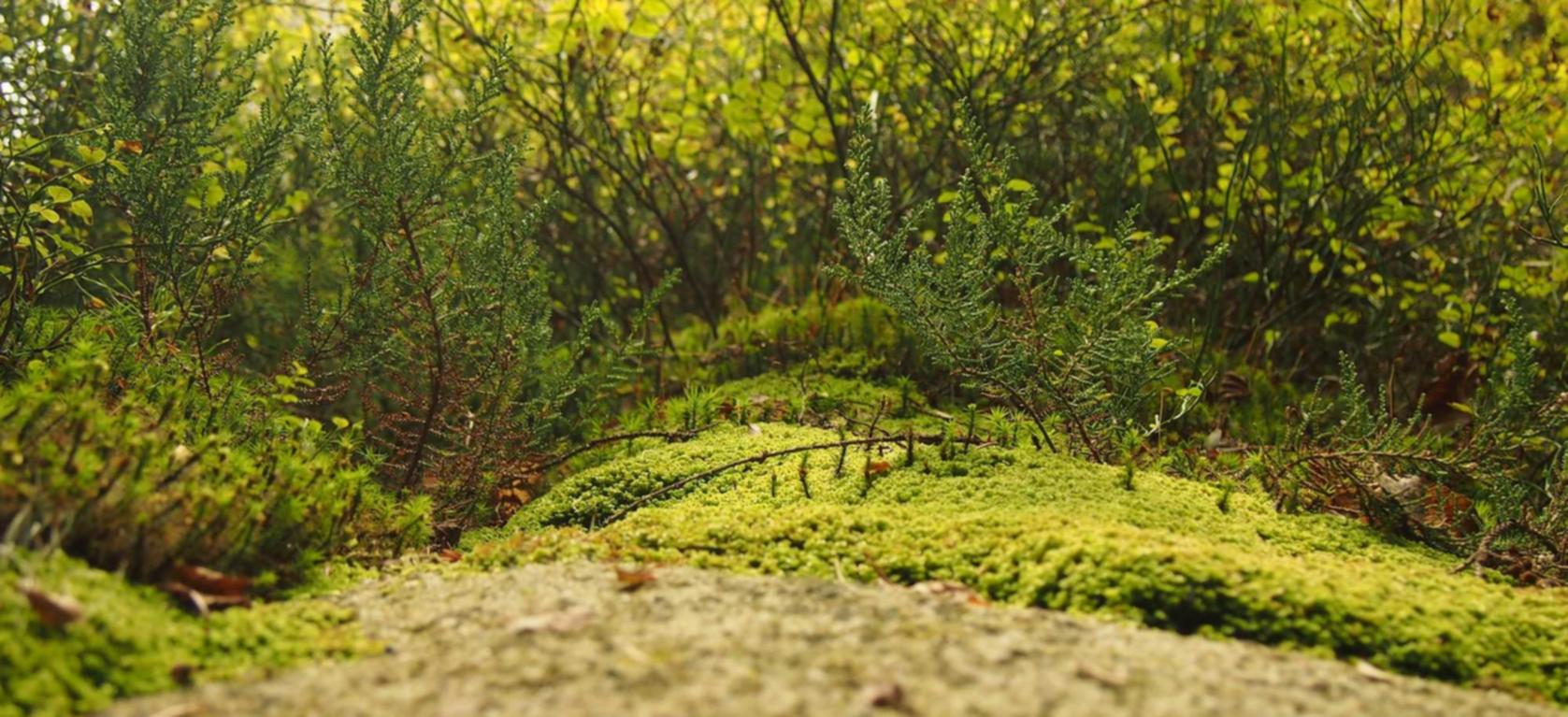 国外ddos攻击页端|刘福app详情下载教程