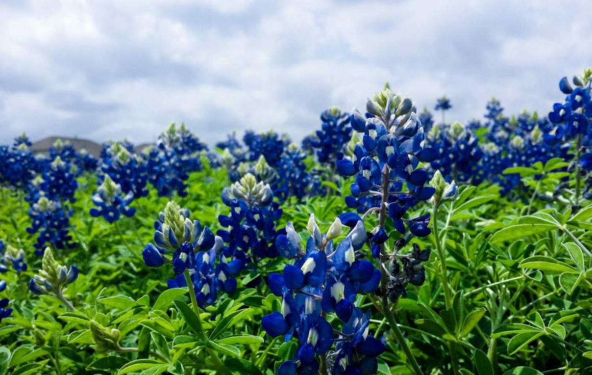 DDOS网页端源码|江苏礼品购买平台